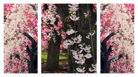 Cherry Blossom Triptych Photograph By Jessica Jenney Pixels