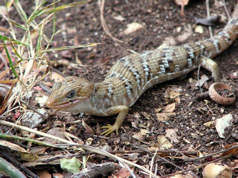Texas Alligator Lizard A Guide To The Reptiles And Amphibians Of