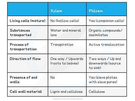 Difference Between Xylem And Phloem With Comparison Chart And Images