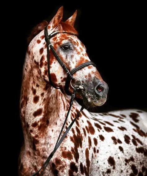 Top 15 Most Beautiful Horse Breeds Page 2 Of 3 Petpress Horses