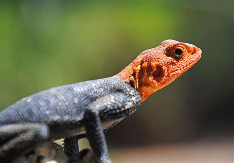 Male Agama Lizard Photo Namibia Africa