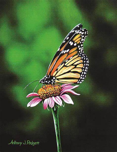 Monarch Butterfly Painting By Anthony J Padgett Fine Art America