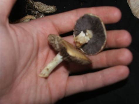 Noobie Need Help On Some Georgia Shrooms Mushroom Hunting And