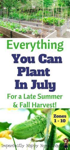 Everything You Can Plant In July In Your Garden For A Late Summer And