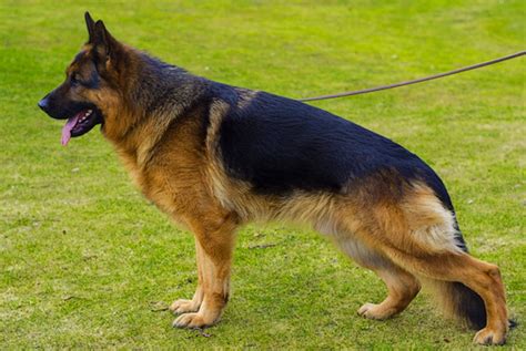 German Shepherd Dog Dog Breed Standards