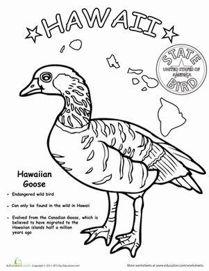 Beaches are an obvious option, but botanical gardens are perfect places for kids to frolic and explore. Hawaii State Bird | Worksheet | Education.com