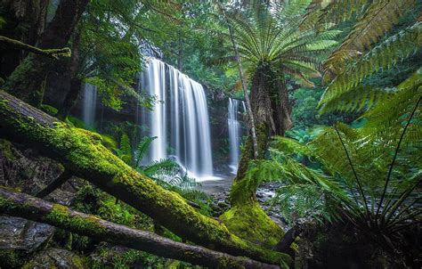 Forest Waterfall Moss Australia Fern Logs Tasmania Hd Wallpaper