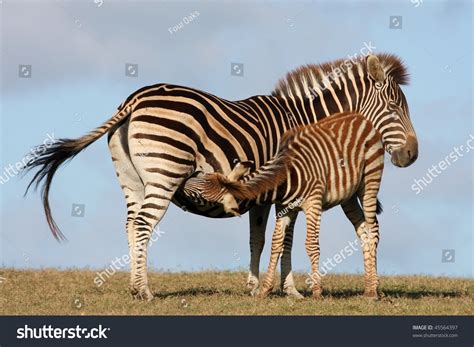 Baby Zebra Foal Drinking From Its Mother Stock Photo