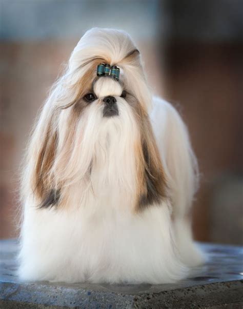 All shih tzus shed some hairs here and there throughout the year, with the bulk of their shedding occurring twice a year, for three weeks other shih tzus have a very squashed face, large protruding eyes, stubby bowed legs, and/or a very long body. 66 best images about Long haired Shih Tzu on Pinterest ...