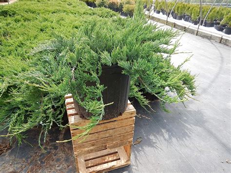 Buy Green Promise Farms Juniperus Horizontalis Bar Harbor Creeping