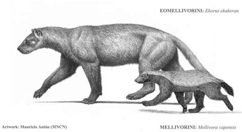 5 Million Year Old Honey Badger Ancestor Unearthed In South Africa