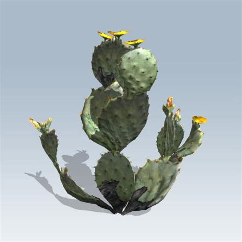 Prickly pear is also known as cactus pear and they come with two kinds of thorns, fixed and small thorns and large and smooth ones. Prickly Pear Cactus (v7) - SpeedTree