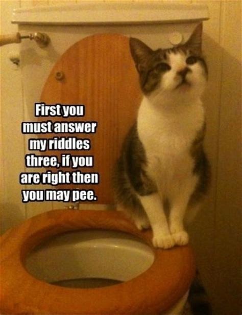 Funny Cats On The Toilet Dump A Day