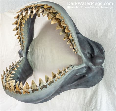 Megalodon Jaw Fossil Megalodon Shark Jaw For Sale