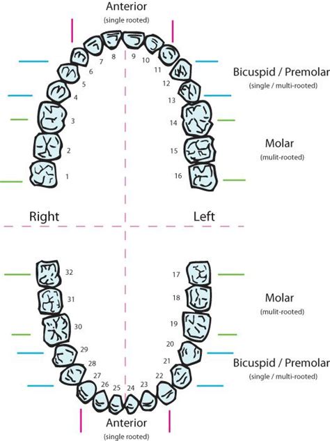 Anterior And Posterior Teeth Chart