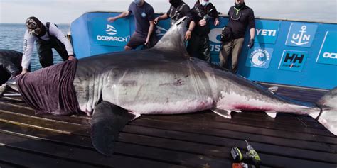 Queen Of The Ocean Ton Great White Shark Captured Off The Coast Of