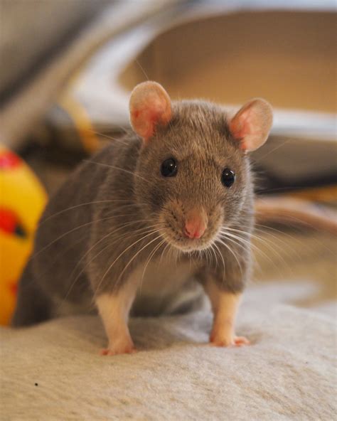 Cute Animals Rats Can Be Cute Too Heres Porcini A 4 Month Old