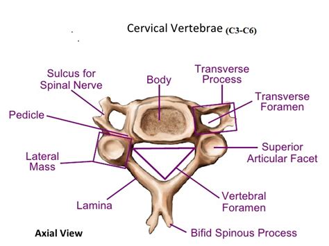 C3 C6 Spine Anatomy Bony Landmark How To Relief