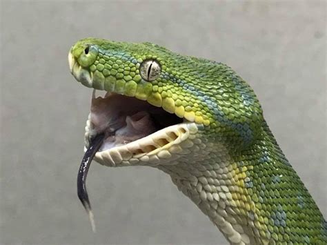 A Snake Was Given Braces To Fix A Broken Jaw Insider