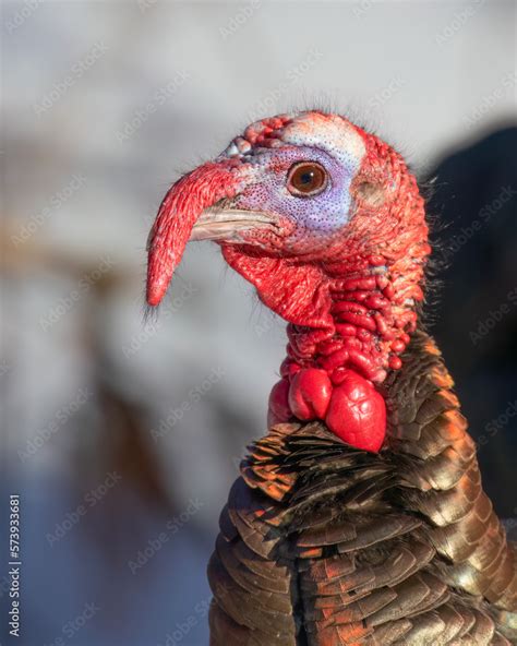 Eastern Male Wild Turkey Tom Closeup With A Long Snood And Waddle