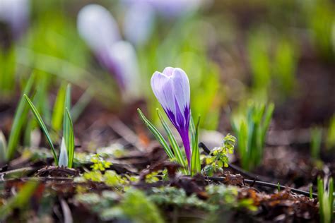 Spring Flower Crocuses Free Stock Photo Public Domain Pictures