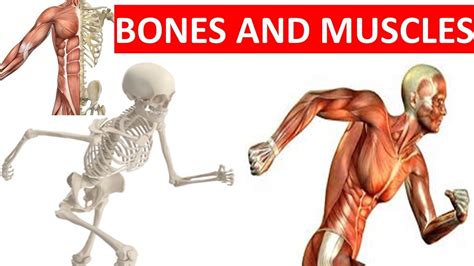 Learn about how they work together and about some common conditions that affect them. BONES AND MUSCLES || SKELETAL SYSTEM || MUSCULAR SYSTEM || SCIENCE VIDEO FOR KIDS - YouTube