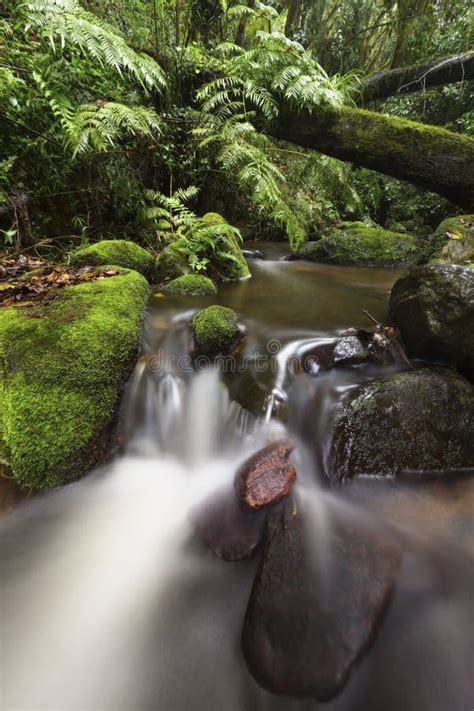 Small Stream In Forest Flowing Through Moss Covered Tree Stumps And