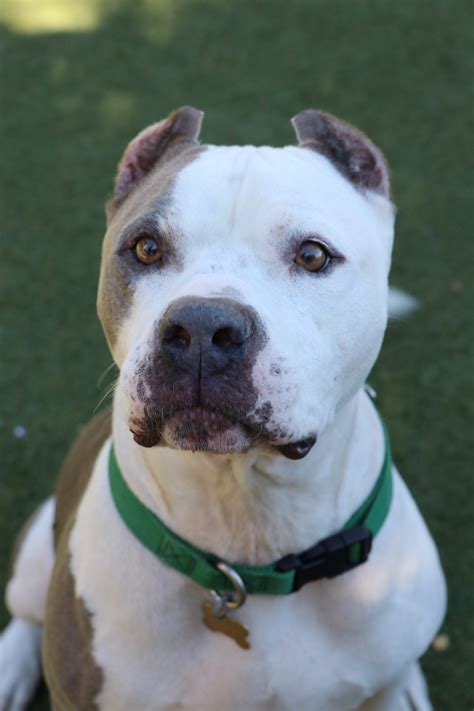 Maybe you would like to learn more about one of these? Dog for adoption - Diesel, an American Bulldog Mix in ...
