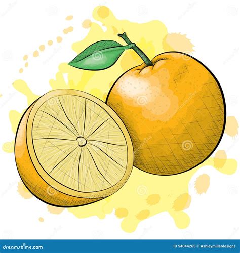 Ink And Watercolor Style Oranges Stock Vector Illustration Of Organic