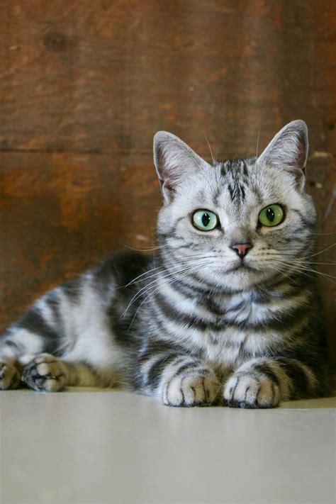 American Shorthair Silver Tabby Cat With Emerald Green Eyes 2017