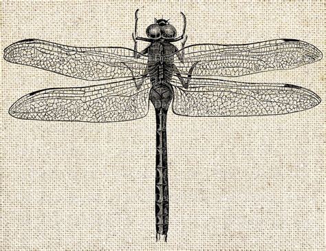 Dragonfly Clip Art Vintage Printable Illustration Digital Etsy