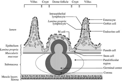 Schematic Spatial Organisation Of The Gut Associated Lymphoid Tissue