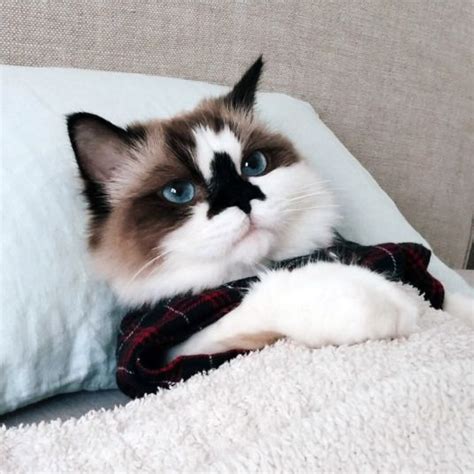 Albert Baby Cat Fashionable Feline Is Hollywood And Internet Hit In