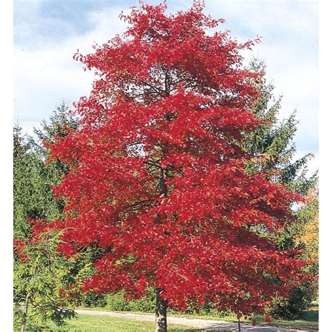In the autumn, the black tupelo displays a range of brilliant orange, red, and purple fall color. Shop 3.25-Gallon Blackgum (LW01684) at Lowes.com