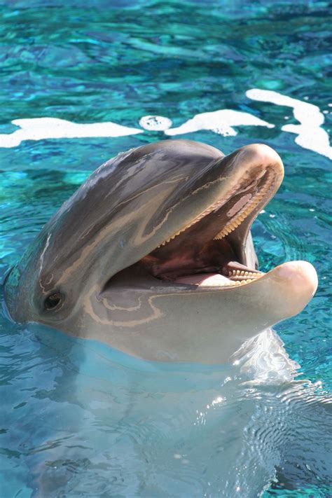 Dolphins Lächelnde Tiere Süßeste Haustiere Delfine Bilder