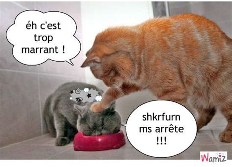 Blague Chat Marrant