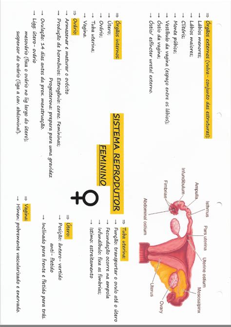 Mapa Mental Sistema Reprodutor Feminino Anatomia I