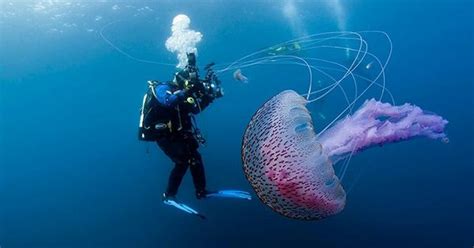 Giant Jellyfish Animal Kingdom Pinterest Jellyfish
