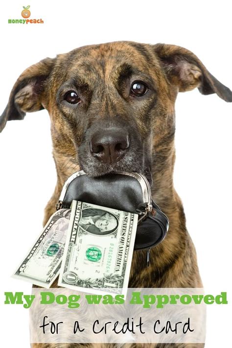 Get unlimited 1.5% cash back and pay 0% intro apr. My Dog was Approved for a Credit Card - Money Peach