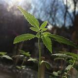 Marijuana Weeds