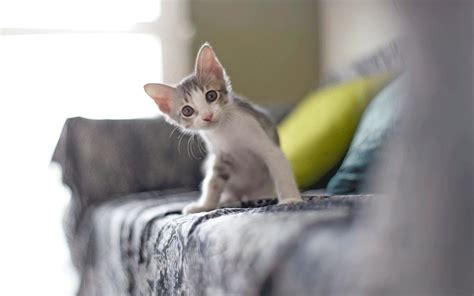 10 Tips For Kitten Proofing Your Home