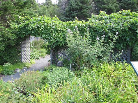 Tour Of Mun Botanical Gardens Newfoundland Photos And Video