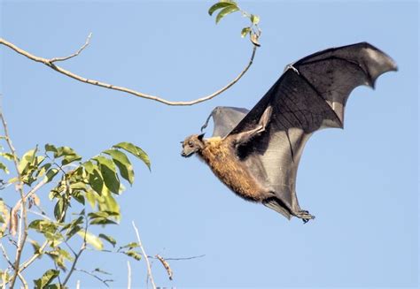 The monfort bat cave was officially recognized by the guinness world record in 2010 as largest single colony of this kind! Fieldwork on remote islands for evolutionary study finds ...