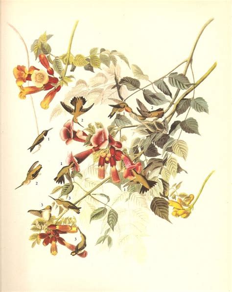 Items Similar To Old 1937 John James Audubon The Birds Of America Book