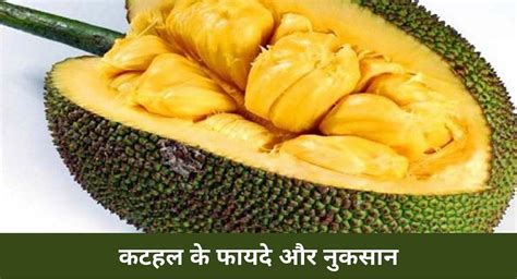 कटहल के 7 फायदे और 4 नुकसान 7 Benefits And 4 Side Effects Of Jackfruit