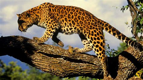 52 Amur Leopard Interesting Cool Facts And Information Mammal Age