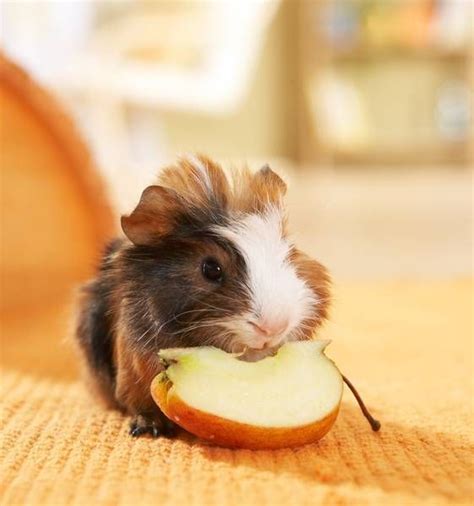 6 Of The Best And Cute Small Pets For Your Child To Consider Amazing