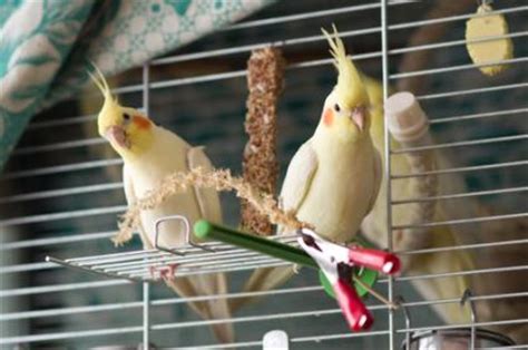 Pet Bird Overview | LoveToKnow