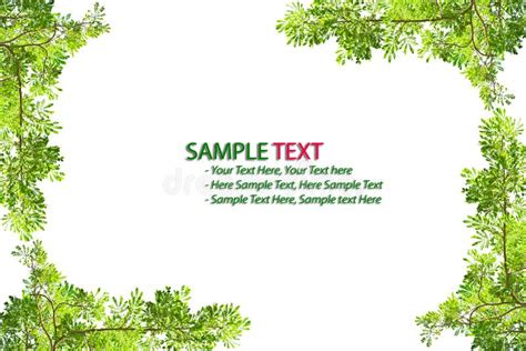 Green Leaf Frame Isolated Stock Photo Image Of Green 17320442