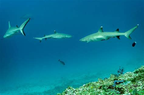 Whitetip Reef Sharks Images From Directors Maldives Dive Shark